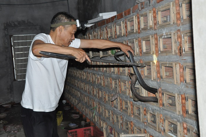 Ngoi lang ty phu nuoi mang xa noi tieng, gio ngap trong dong no
