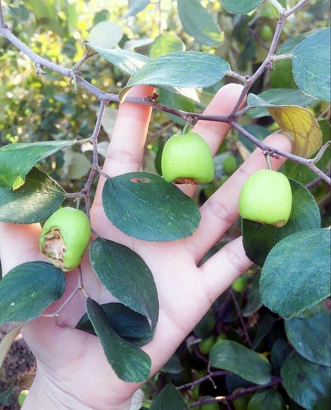 Gioi tre vao vuon tao can nham nho lai con de lai but tich-Hinh-3