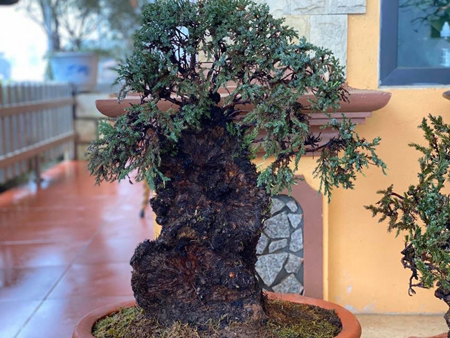 Cây lùn tịt, sống cả trăm năm, giá trăm triệu chủ nhân không muốn bán - Hình 8 Cay lun tit, song ca tram nam, gia tram trieu chu nhan khong muon ban-Hinh-8