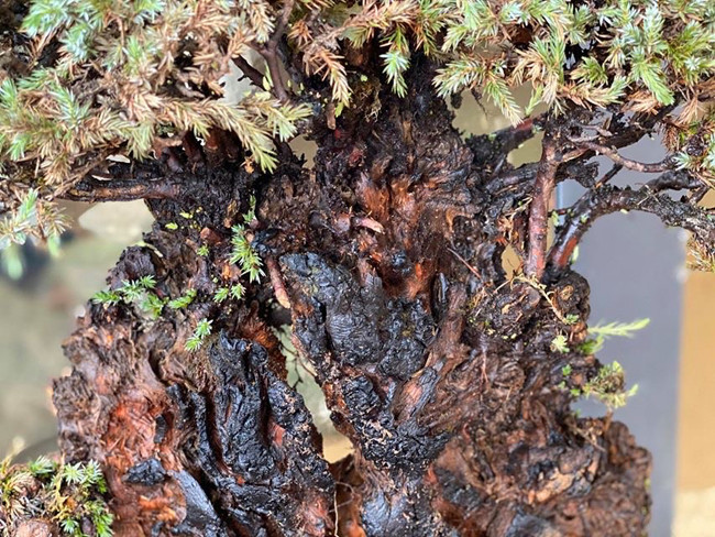 Cây lùn tịt, sống cả trăm năm, giá trăm triệu chủ nhân không muốn bán - Hình 4 Cay lun tit, song ca tram nam, gia tram trieu chu nhan khong muon ban-Hinh-4