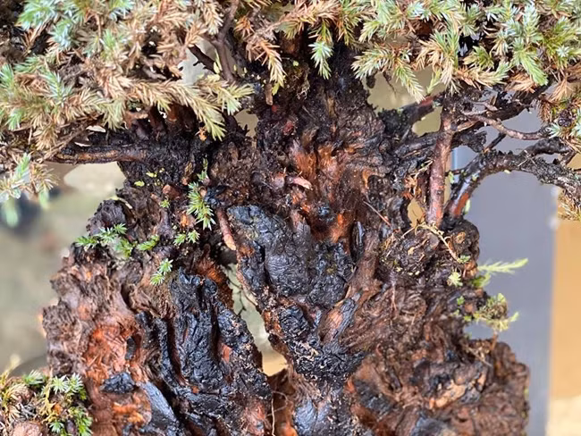 Cay lun tit, song ca tram nam, gia tram trieu chu nhan khong muon ban-Hinh-4