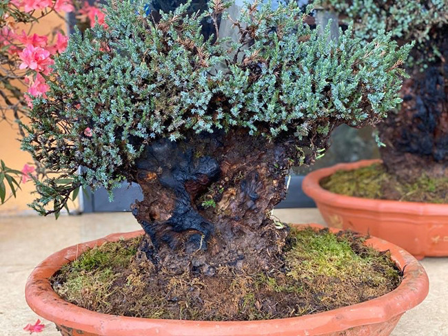 Cây lùn tịt, sống cả trăm năm, giá trăm triệu chủ nhân không muốn bán - Hình 5 Cay lun tit, song ca tram nam, gia tram trieu chu nhan khong muon ban-Hinh-5