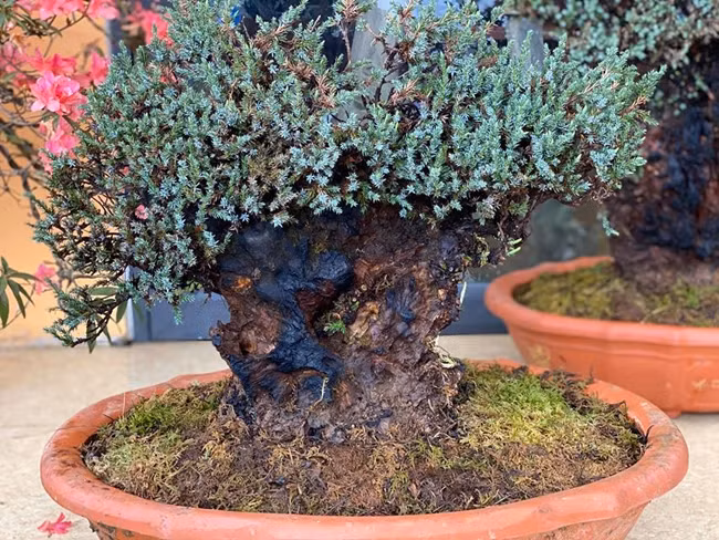 Cay lun tit, song ca tram nam, gia tram trieu chu nhan khong muon ban-Hinh-5