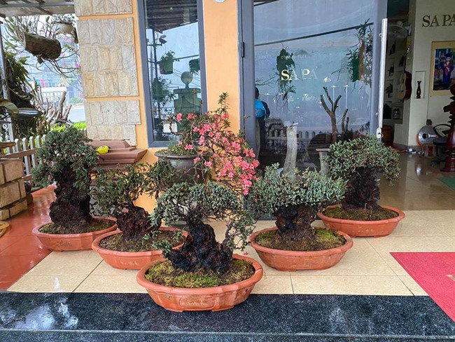 Cây lùn tịt, sống cả trăm năm, giá trăm triệu chủ nhân không muốn bán - Hình 2 Cay lun tit, song ca tram nam, gia tram trieu chu nhan khong muon ban-Hinh-2