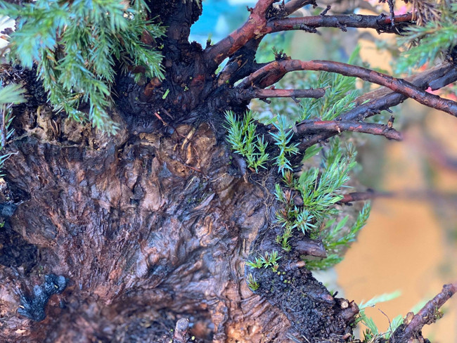 Cây lùn tịt, sống cả trăm năm, giá trăm triệu chủ nhân không muốn bán - Hình 11 Cay lun tit, song ca tram nam, gia tram trieu chu nhan khong muon ban-Hinh-11