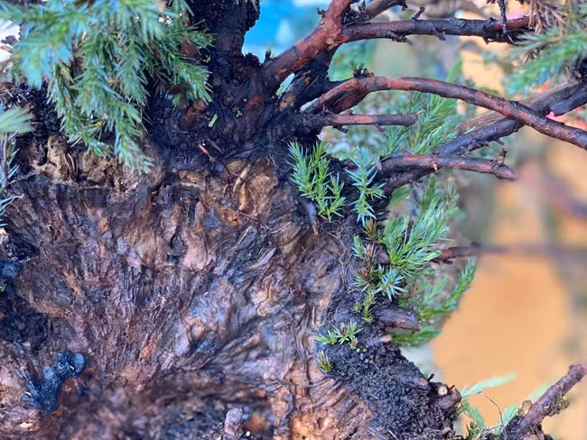 Cay lun tit, song ca tram nam, gia tram trieu chu nhan khong muon ban-Hinh-11