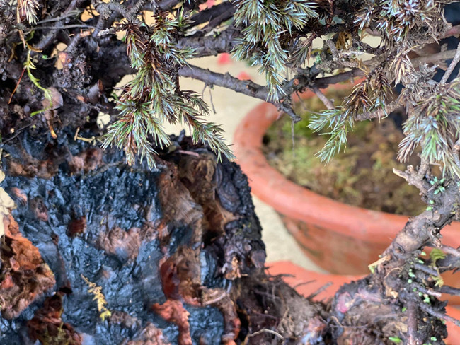 Cây lùn tịt, sống cả trăm năm, giá trăm triệu chủ nhân không muốn bán - Hình 12 Cay lun tit, song ca tram nam, gia tram trieu chu nhan khong muon ban-Hinh-12