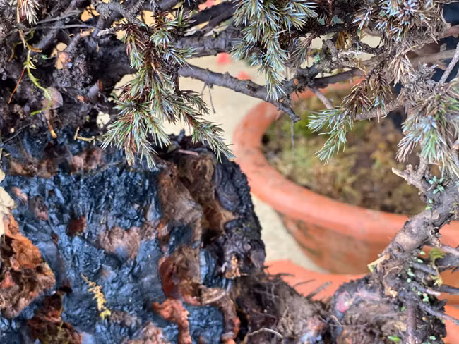 Cay lun tit, song ca tram nam, gia tram trieu chu nhan khong muon ban-Hinh-12