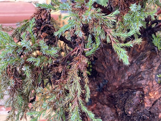 Cây lùn tịt, sống cả trăm năm, giá trăm triệu chủ nhân không muốn bán - Hình 10 Cay lun tit, song ca tram nam, gia tram trieu chu nhan khong muon ban-Hinh-10