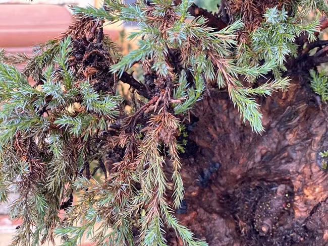 Cay lun tit, song ca tram nam, gia tram trieu chu nhan khong muon ban-Hinh-10