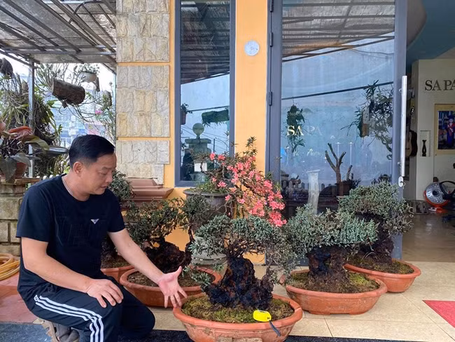 Cay lun tit, song ca tram nam, gia tram trieu chu nhan khong muon ban