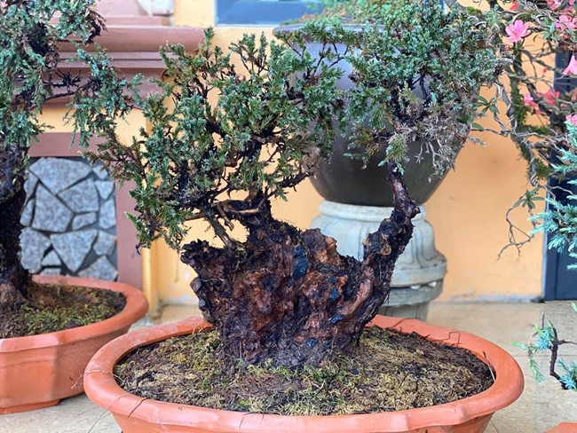 Cây lùn tịt, sống cả trăm năm, giá trăm triệu chủ nhân không muốn bán - Hình 7 Cay lun tit, song ca tram nam, gia tram trieu chu nhan khong muon ban-Hinh-7