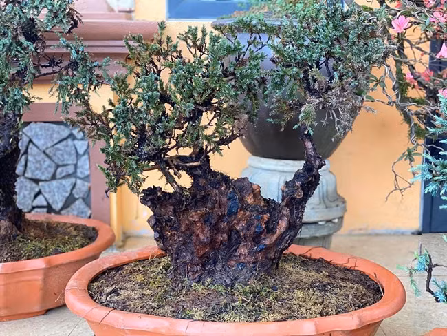 Cay lun tit, song ca tram nam, gia tram trieu chu nhan khong muon ban-Hinh-7