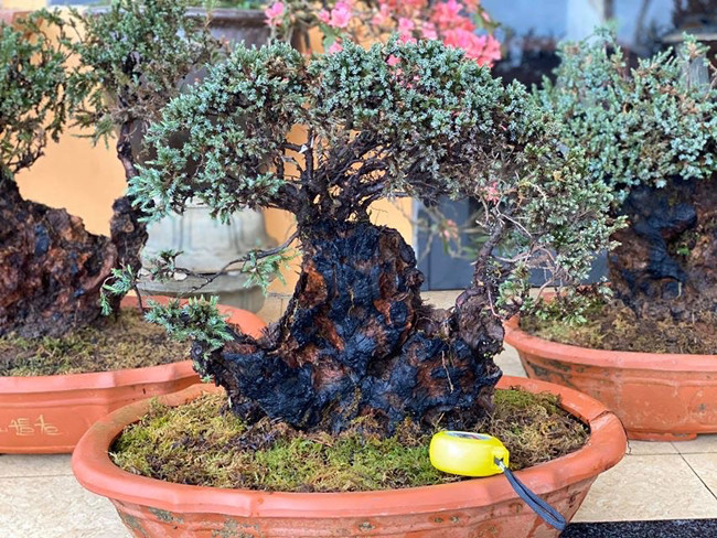 Cây lùn tịt, sống cả trăm năm, giá trăm triệu chủ nhân không muốn bán - Hình 3 Cay lun tit, song ca tram nam, gia tram trieu chu nhan khong muon ban-Hinh-3