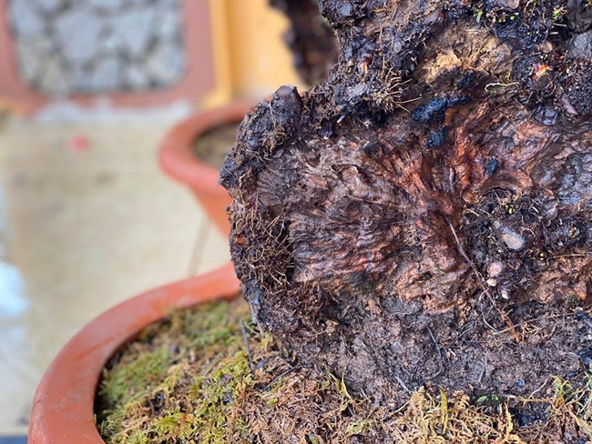 Cây lùn tịt, sống cả trăm năm, giá trăm triệu chủ nhân không muốn bán - Hình 9 Cay lun tit, song ca tram nam, gia tram trieu chu nhan khong muon ban-Hinh-9