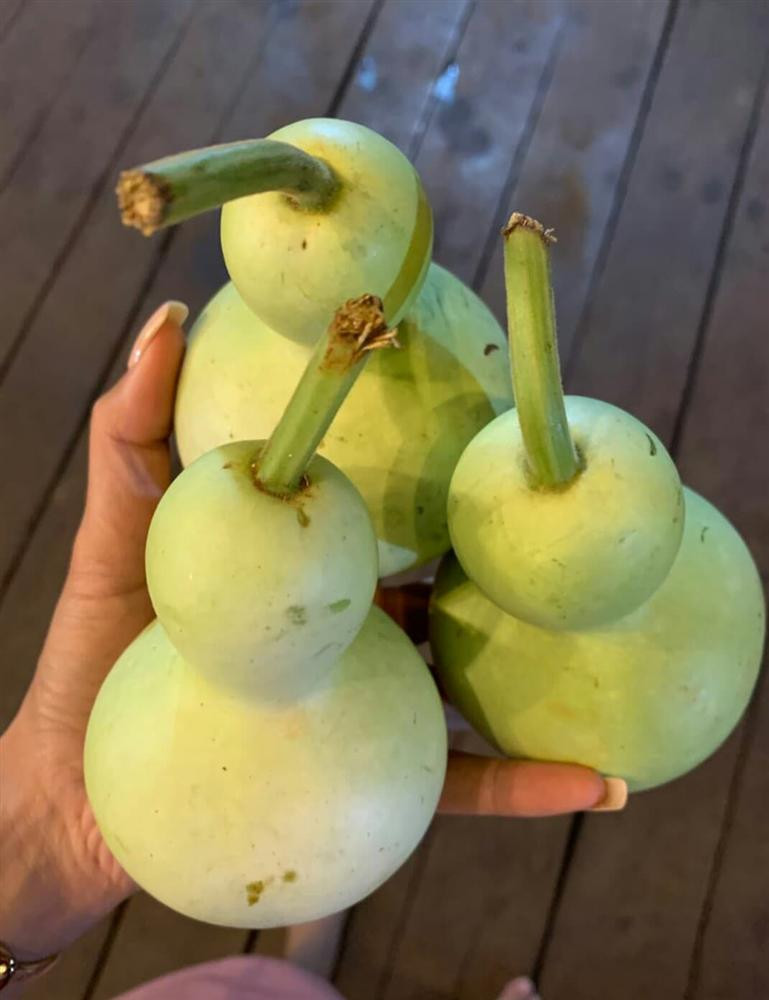 Xem H'Hen Nie thu hoach rau cu, ai cung thich ve Tay Nguyen-Hinh-6