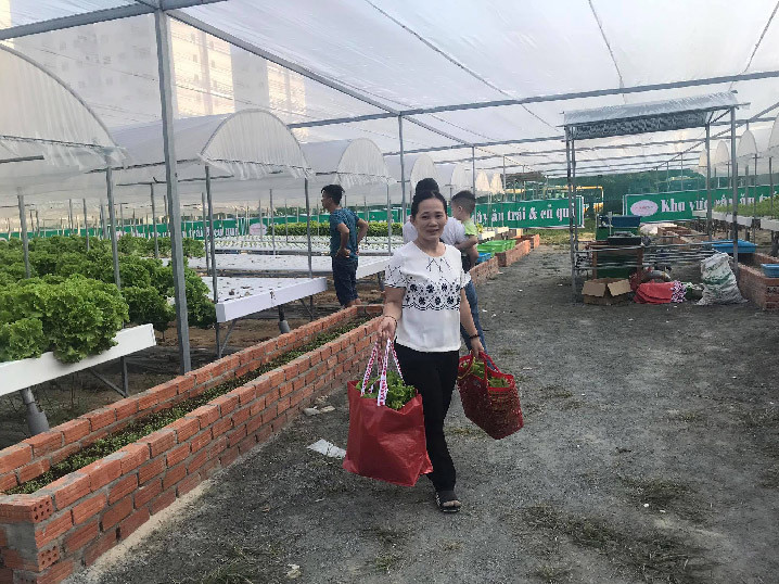 Da Nang: 7X 'hai' tien deu nhu vat chanh tu vuon rau thuy canh-Hinh-5