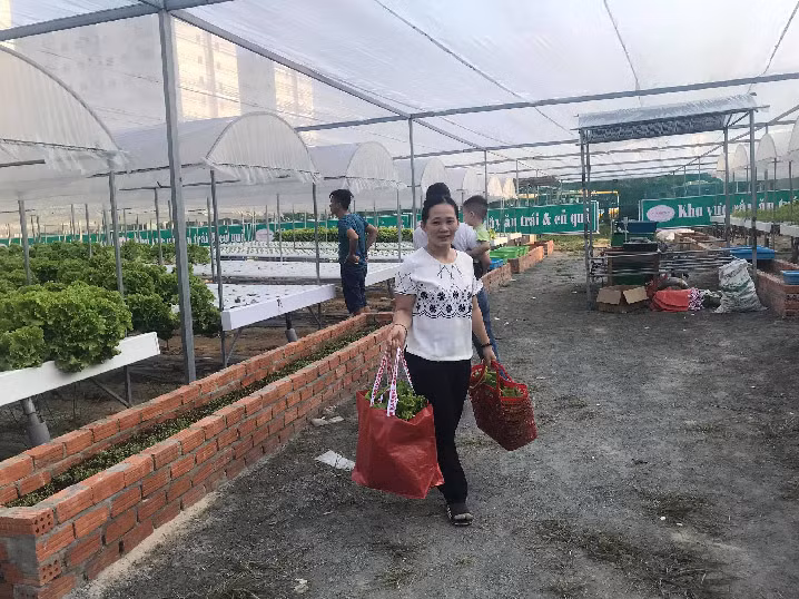 Da Nang: 7X 'hai' tien deu nhu vat chanh tu vuon rau thuy canh-Hinh-5