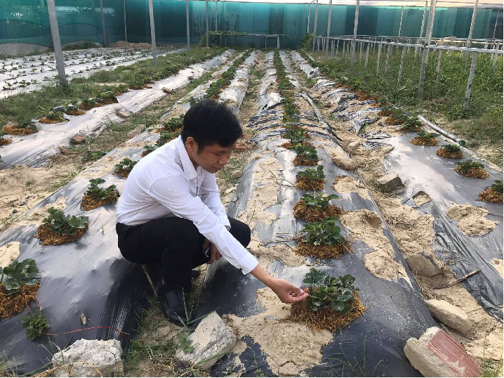 Da Nang: 7X 'hai' tien deu nhu vat chanh tu vuon rau thuy canh-Hinh-7