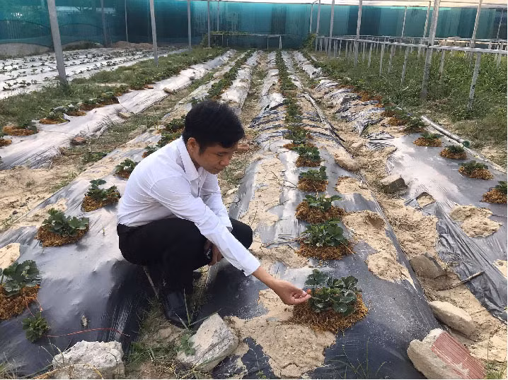 Da Nang: 7X 'hai' tien deu nhu vat chanh tu vuon rau thuy canh-Hinh-7