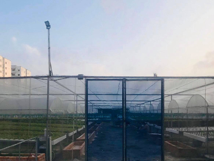 Da Nang: 7X 'hai' tien deu nhu vat chanh tu vuon rau thuy canh-Hinh-4