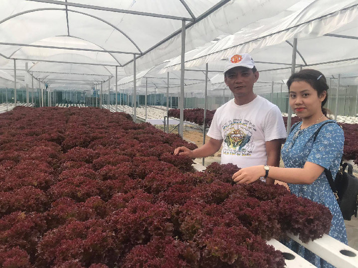 Da Nang: 7X 'hai' tien deu nhu vat chanh tu vuon rau thuy canh-Hinh-6