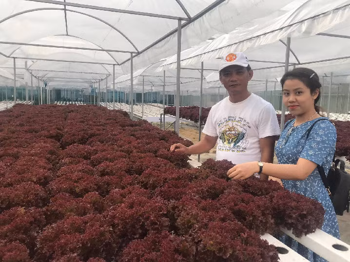 Da Nang: 7X 'hai' tien deu nhu vat chanh tu vuon rau thuy canh-Hinh-6