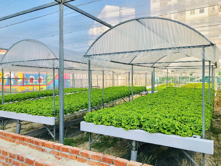 Da Nang: 7X 'hai' tien deu nhu vat chanh tu vuon rau thuy canh-Hinh-3