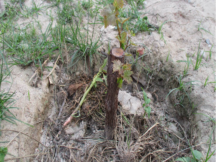 Da Nang: 7X 'hai' tien deu nhu vat chanh tu vuon rau thuy canh-Hinh-8