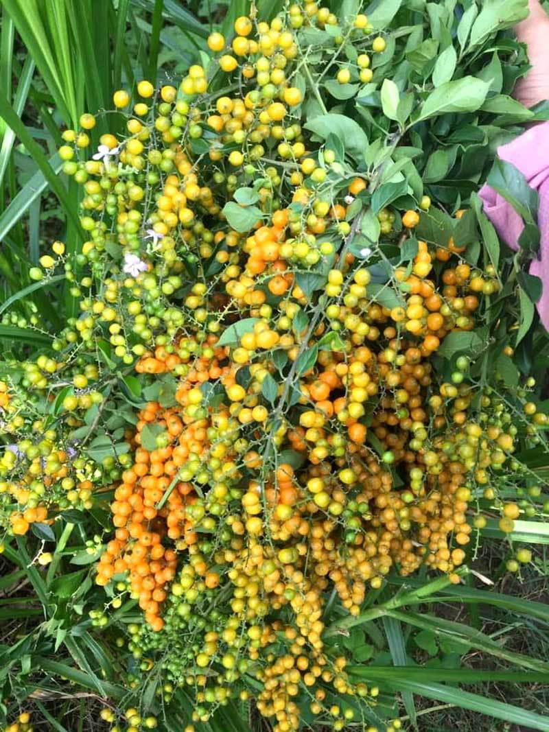 Cay bui bo rao len Ha Noi thanh hang sang chanh-Hinh-2