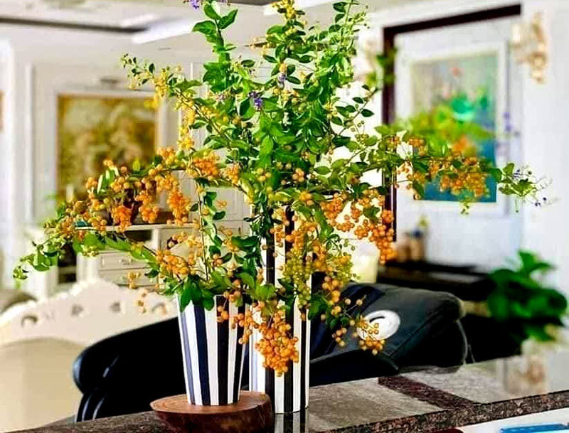 Cây bụi bờ rào lên Hà Nội thành hàng sang chảnh Cay bui bo rao len Ha Noi thanh hang sang chanh