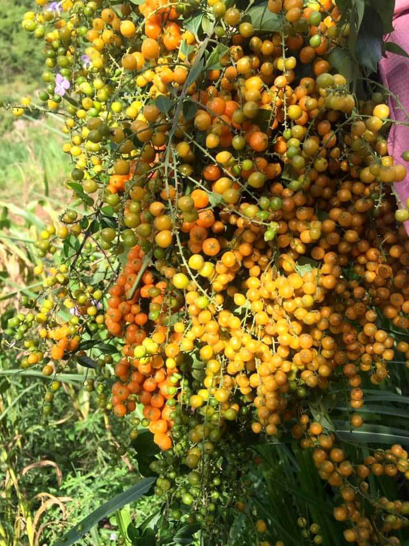 Cay bui bo rao len Ha Noi thanh hang sang chanh-Hinh-3