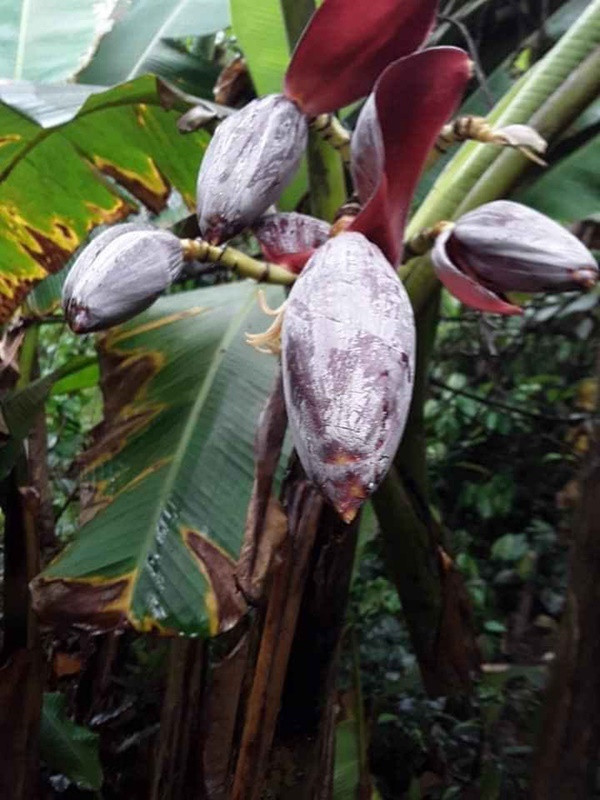 Cay su hao dac biet, cu moc sai triu khien dan mang bat ngo-Hinh-4