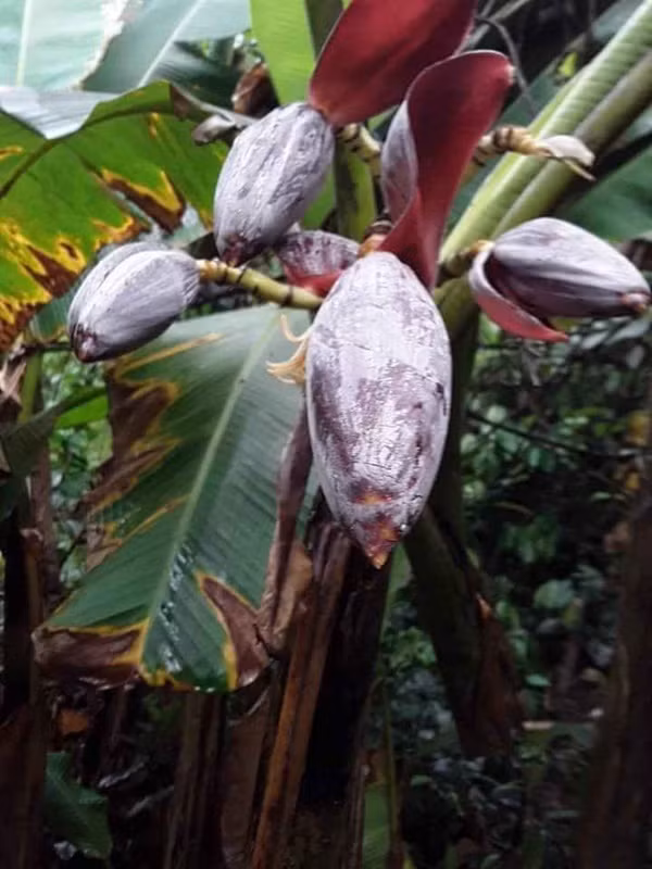 Cay su hao dac biet, cu moc sai triu khien dan mang bat ngo-Hinh-4