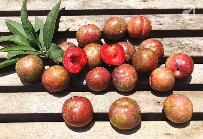 Cách chọn mận tươi ngon trăm quả như một không bị sâu thối - Hình 2 Cach chon man tuoi ngon tram qua nhu mot khong bi sau thoi-Hinh-2