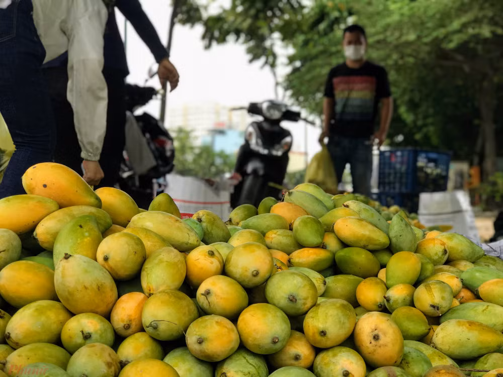 Xoai do dong ban day duong pho, gia chi 10.000 dong/kg