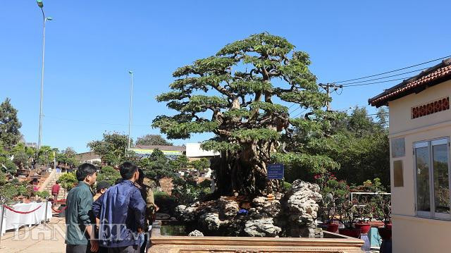 Doc dao cay me bonsai the khung thu hut khach quan-Hinh-2