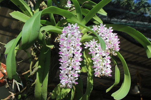 Vuon lan rung tien ty cua ky su tin hoc bo pho ve que-Hinh-5