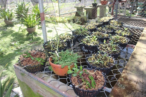 Vuon lan rung tien ty cua ky su tin hoc bo pho ve que-Hinh-9