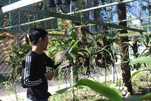 Vuon lan rung tien ty cua ky su tin hoc bo pho ve que-Hinh-12