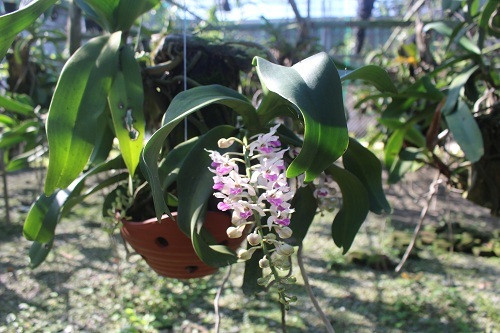 Vuon lan rung tien ty cua ky su tin hoc bo pho ve que-Hinh-2