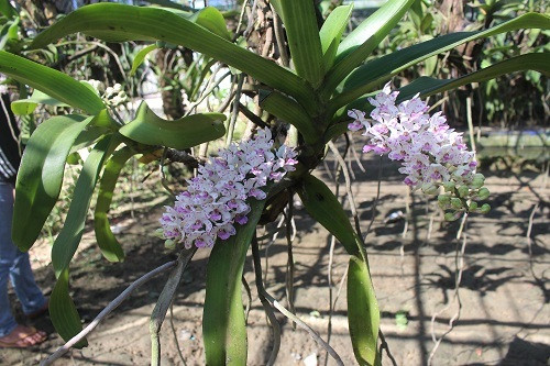 Vuon lan rung tien ty cua ky su tin hoc bo pho ve que-Hinh-8