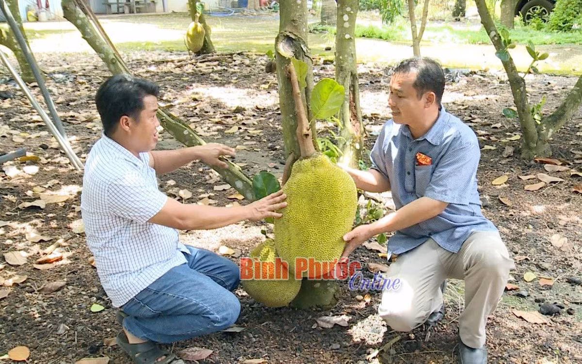 Trong mit Thai la bang thu lai lon