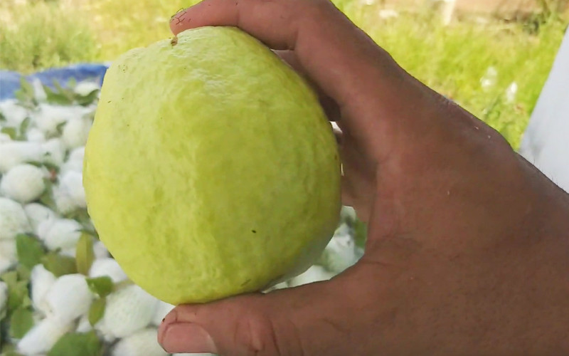 Mẹo chọn ổi giòn ngon, đảm bảo bách phát bách trúng Meo chon oi gion ngon, dam bao bach phat bach trung