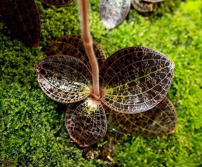 'Sieu than duoc' mot thoi, gia ca trieu dong/kg, gio ra sao?-Hinh-6