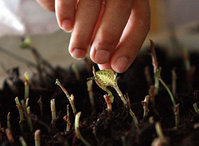 'Siêu thần dược' một thời, giá cả triệu đồng/kg, giờ ra sao? - Hình 4 'Sieu than duoc' mot thoi, gia ca trieu dong/kg, gio ra sao?-Hinh-4