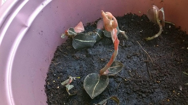 'Siêu thần dược' một thời, giá cả triệu đồng/kg, giờ ra sao? - Hình 9 'Sieu than duoc' mot thoi, gia ca trieu dong/kg, gio ra sao?-Hinh-9