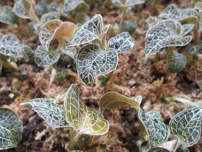 'Sieu than duoc' mot thoi, gia ca trieu dong/kg, gio ra sao?-Hinh-10