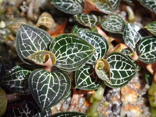 'Sieu than duoc' mot thoi, gia ca trieu dong/kg, gio ra sao?-Hinh-8