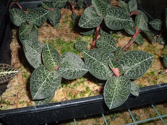 'Siêu thần dược' một thời, giá cả triệu đồng/kg, giờ ra sao? - Hình 2 'Sieu than duoc' mot thoi, gia ca trieu dong/kg, gio ra sao?-Hinh-2